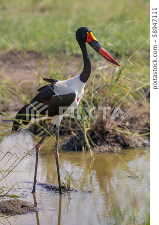 Saddle billed stork 58947111