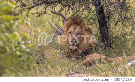 Lion male resting Lion male resting 58947129