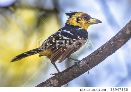 Crested barbet perched in tree 58947186