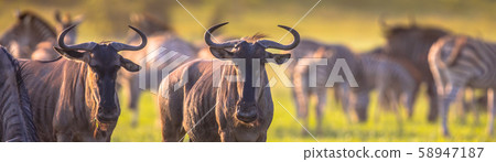 Common Wildebeest herd grazing panorama Common Wildebeest herd grazing panorama 58947187