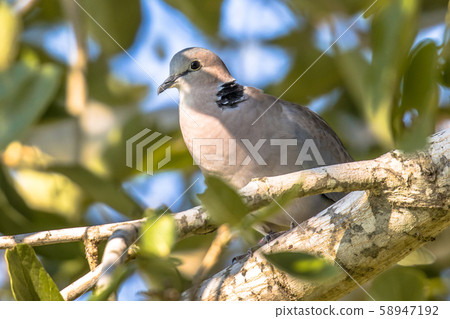 Cape turtle dove on branch Cape turtle dove on branch 58947192