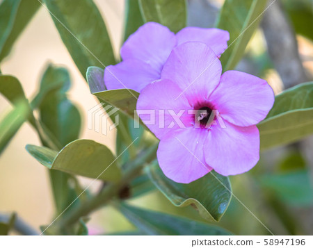 Blooming Oleander flower Blooming Oleander flower 58947196