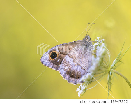 Tree grayling butterfly 58947202