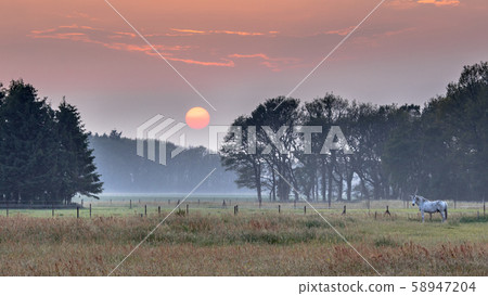Sunset landscape horse Sunset landscape horse 58947204