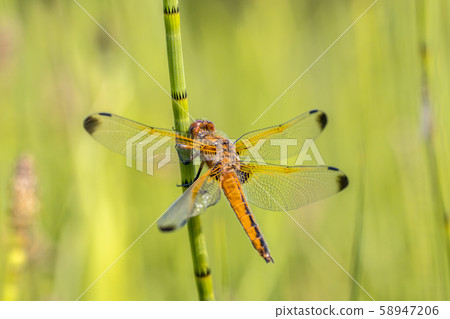 Scarce chaser dragonfly 58947206