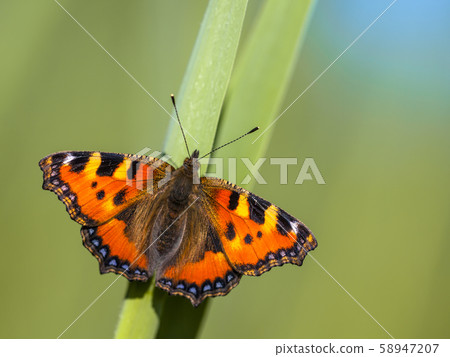 Small tortoiseshell butterfly Small tortoiseshell butterfly 58947207