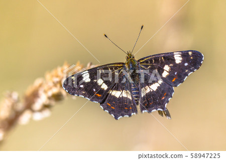 Map butterfly on bright background Map butterfly on bright background 58947225