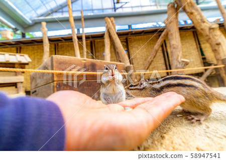 花栗鼠手騎飛ida山野花自然公園[岐阜縣] 58947541