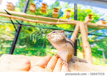 Chipmunk Hand-ride Hidayama Wildflower Nature Garden [Gifu Prefecture] 58947559