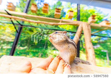 Chipmunk Hand-ride Hidayama Wildflower Nature Garden [Gifu Prefecture] 58947560
