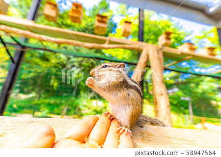 花栗鼠手騎飛ida山野花自然公園[岐阜縣] 58947564