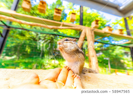 花栗鼠手騎飛ida山野花自然公園[岐阜縣] 58947565