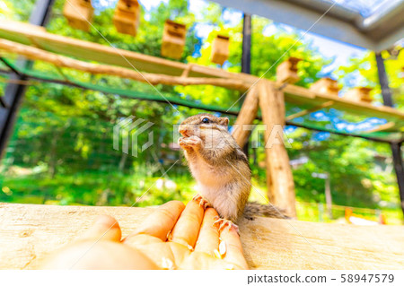 花栗鼠手騎飛ida山野花自然公園[岐阜縣] 58947579