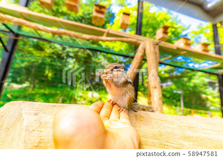 花栗鼠手騎飛ida山野花自然公園[岐阜縣] 58947581