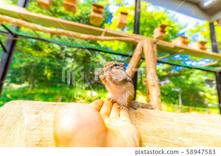 花栗鼠手騎飛ida山野花自然公園[岐阜縣] 58947583