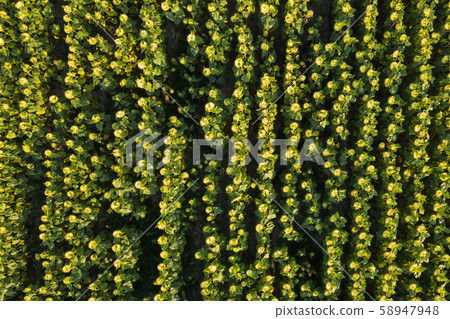 Aerial View of Field of Ripened Sunflowers. Flat lay. 58947948