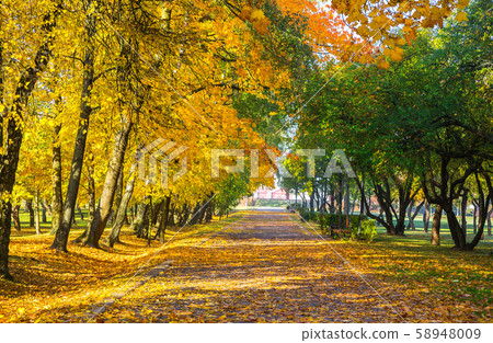 autumn park with beautiful yellow leaves autumn park with beautiful yellow leaves 58948009