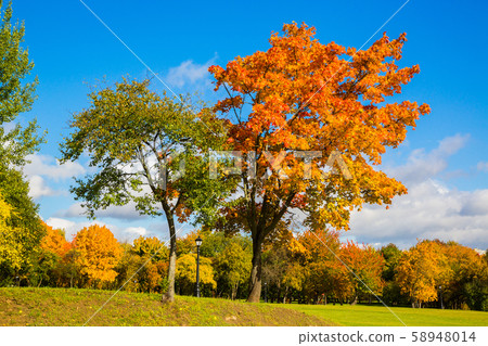 autumn park with beautiful yellow leaves autumn park with beautiful yellow leaves 58948014