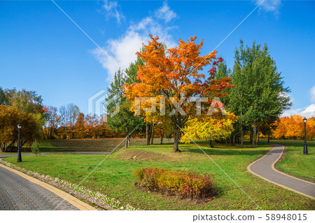 autumn park with beautiful yellow leaves 58948015