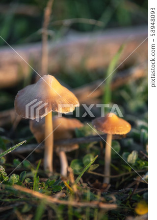 Hallucinogenic Liberty Cap Mushrooms or Psilocybe semilanceata in the green grass background close Hallucinogenic Liberty Cap Mushrooms or Psilocybe semilanceata in the green grass background close 58948093