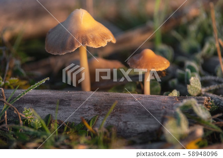 Hallucinogenic Liberty Cap Mushrooms or Psilocybe semilanceata in the green grass background close 58948096
