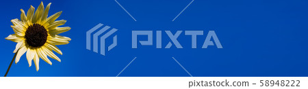 Panoramic Web Banner Sunflower in Blue Sky Panorama 58948222