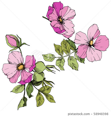 Wildflower rosa canina in a vector style isolated. Pink engraved ink art. 58948398