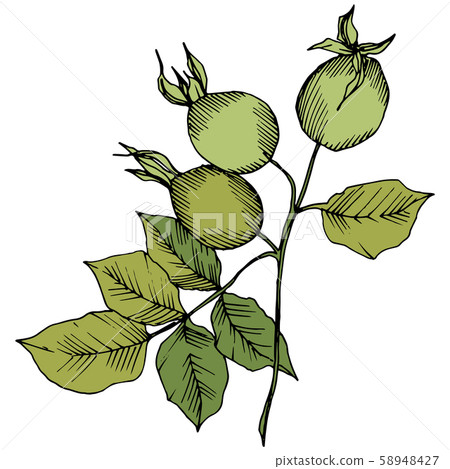 Wildflower rosa canina in a vector style isolated. Green engraved ink art. Wildflower rosa canina in a vector style isolated. Green engraved ink art. 58948427