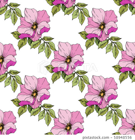 Wildflower rosa canina in a vector style isolated. Green and pink engraved ink art. Wildflower rosa canina in a vector style isolated. Green and pink engraved ink art. 58948556