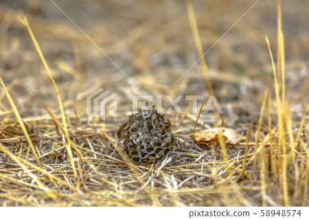 Dried round fruit against grasses in Provo Utah Dried round fruit against grasses in Provo Utah 58948574