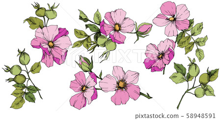Wildflower rosa canina in a vector style isolated. Pink engraved ink art. Wildflower rosa canina in a vector style isolated. Pink engraved ink art. 58948591