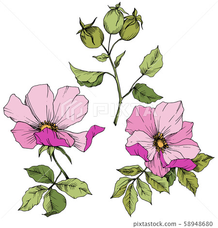 Wildflower rosa canina in a vector style isolated. Pink engraved ink art. 58948680