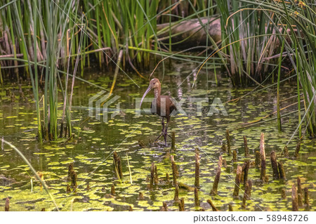 Brown bird against tall grasses in Lake Utah Brown bird against tall grasses in Lake Utah 58948726