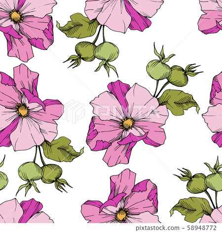 Wildflower rosa canina in a vector style isolated. Green and pink engraved ink art. Wildflower rosa canina in a vector style isolated. Green and pink engraved ink art. 58948772