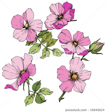 Wildflower rosa canina in a vector style isolated. Pink engraved ink art. 58948824