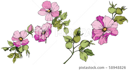 Wildflower rosa canina in a vector style isolated. Pink engraved ink art. 58948826