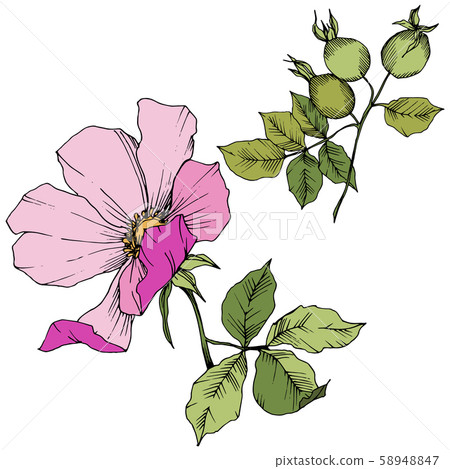 Wildflower rosa canina in a vector style isolated. Pink engraved ink art. 58948847