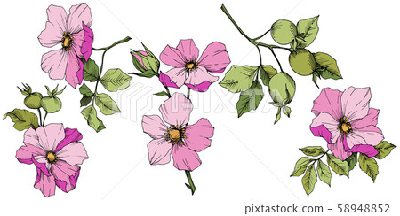 Wildflower rosa canina in a vector style isolated. Pink engraved ink art. Wildflower rosa canina in a vector style isolated. Pink engraved ink art. 58948852