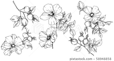 Wildflower rosa canina in a vector style isolated. Black and white engraved ink art. Wildflower rosa canina in a vector style isolated. Black and white engraved ink art. 58948858