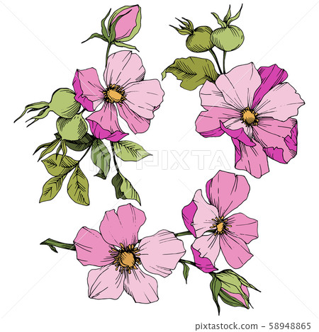 Wildflower rosa canina in a vector style isolated. Pink engraved ink art. 58948865