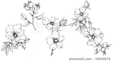 Wildflower rosa canina in a vector style isolated. Black and white engraved ink art. 58948879