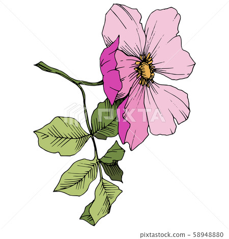 Wildflower rosa canina in a vector style isolated. Pink engraved ink art. Wildflower rosa canina in a vector style isolated. Pink engraved ink art. 58948880