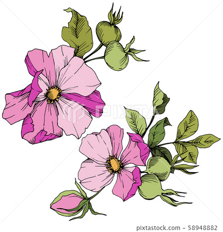 Wildflower rosa canina in a vector style isolated. Pink engraved ink art. 58948882