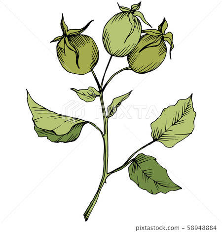 Wildflower rosa canina in a vector style isolated. Green engraved ink art. 58948884