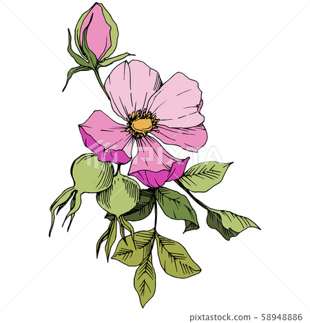 Wildflower rosa canina in a vector style isolated. Pink engraved ink art. 58948886
