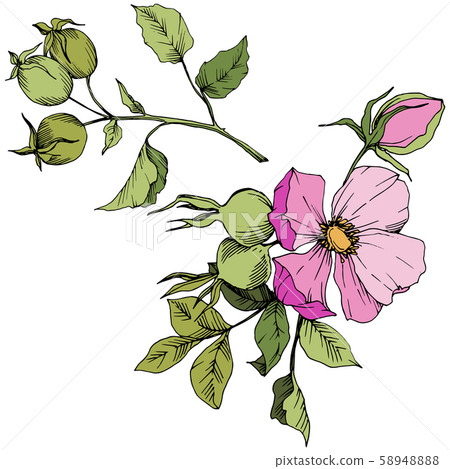 Wildflower rosa canina in a vector style isolated. Pink engraved ink art. Wildflower rosa canina in a vector style isolated. Pink engraved ink art. 58948888