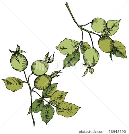 Wildflower rosa canina in a vector style isolated. Green engraved ink art. 58948890