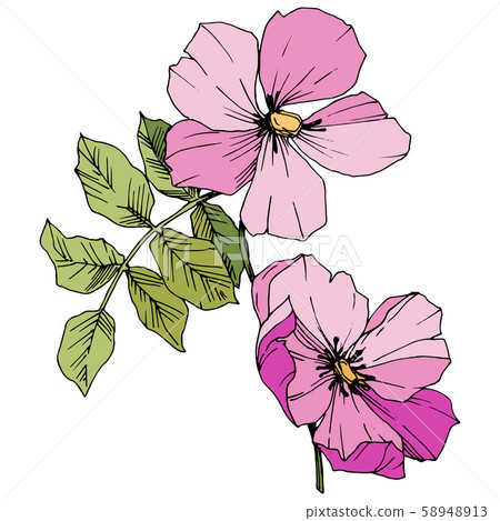 Wildflower rosa canina in a vector style isolated. Pink engraved ink art. Wildflower rosa canina in a vector style isolated. Pink engraved ink art. 58948913