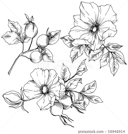 Wildflower rosa canina in a vector style isolated. Black and white engraved ink art. Wildflower rosa canina in a vector style isolated. Black and white engraved ink art. 58948914