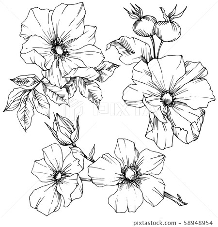 Wildflower rosa canina in a vector style isolated. Black and white engraved ink art. Wildflower rosa canina in a vector style isolated. Black and white engraved ink art. 58948954